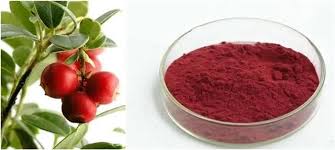 Cranberry Extract 4:1